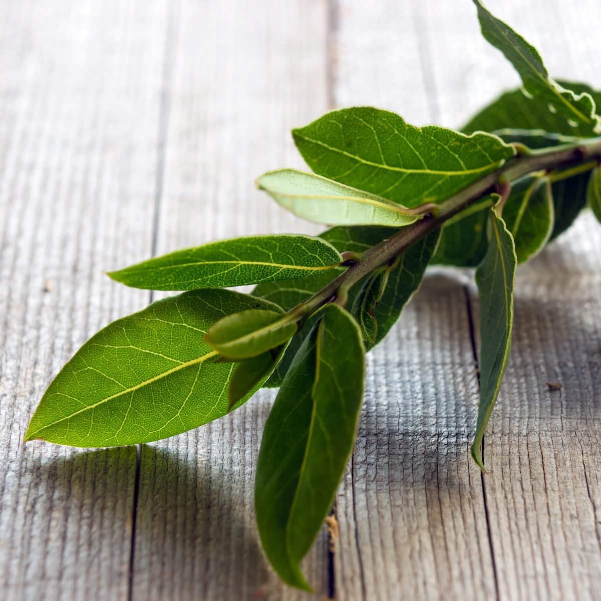 Laurel bay leaves on a wooden background