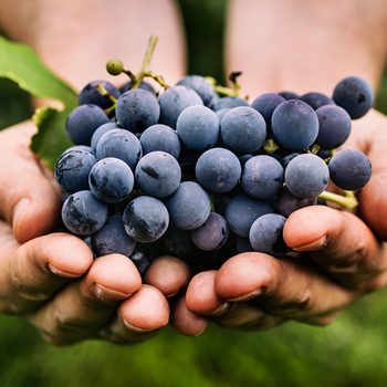 Farmers hands with freshly harvested black grapes.