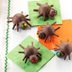 Edible Arachnids