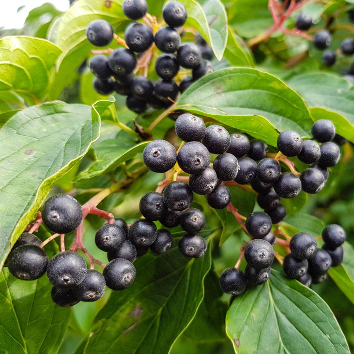 Black rowan aronia chokeberry; Shutterstock ID 1154742256; Job (TFH, TOH, RD, BNB, CWM, CM): TOH
