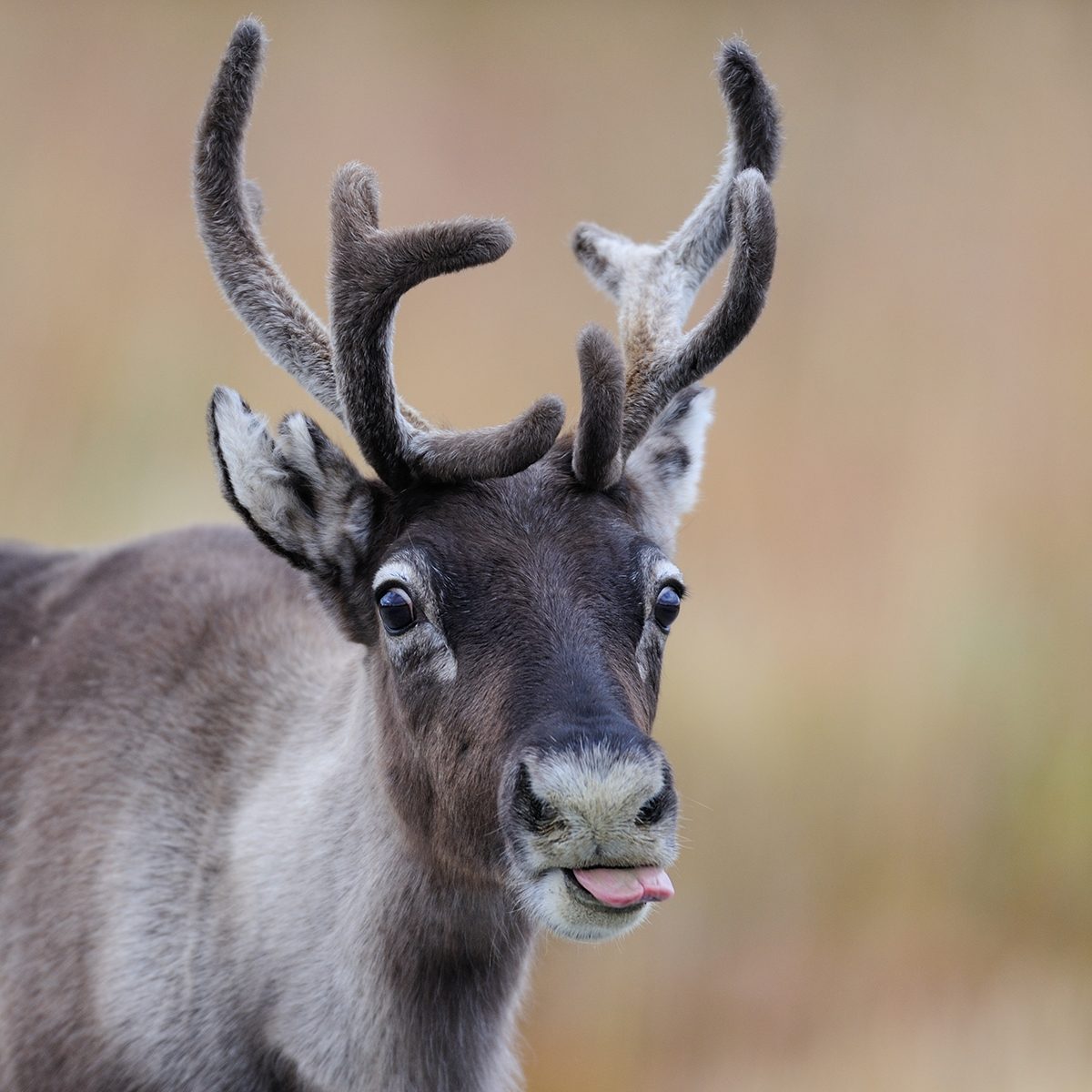 Reindeer head portrait with tongue