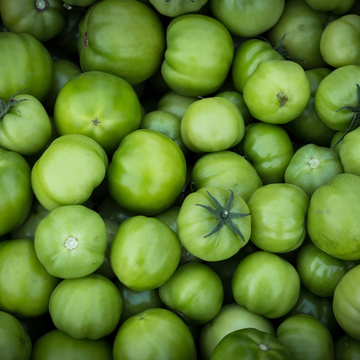 Pile of raw natural green tomatoes