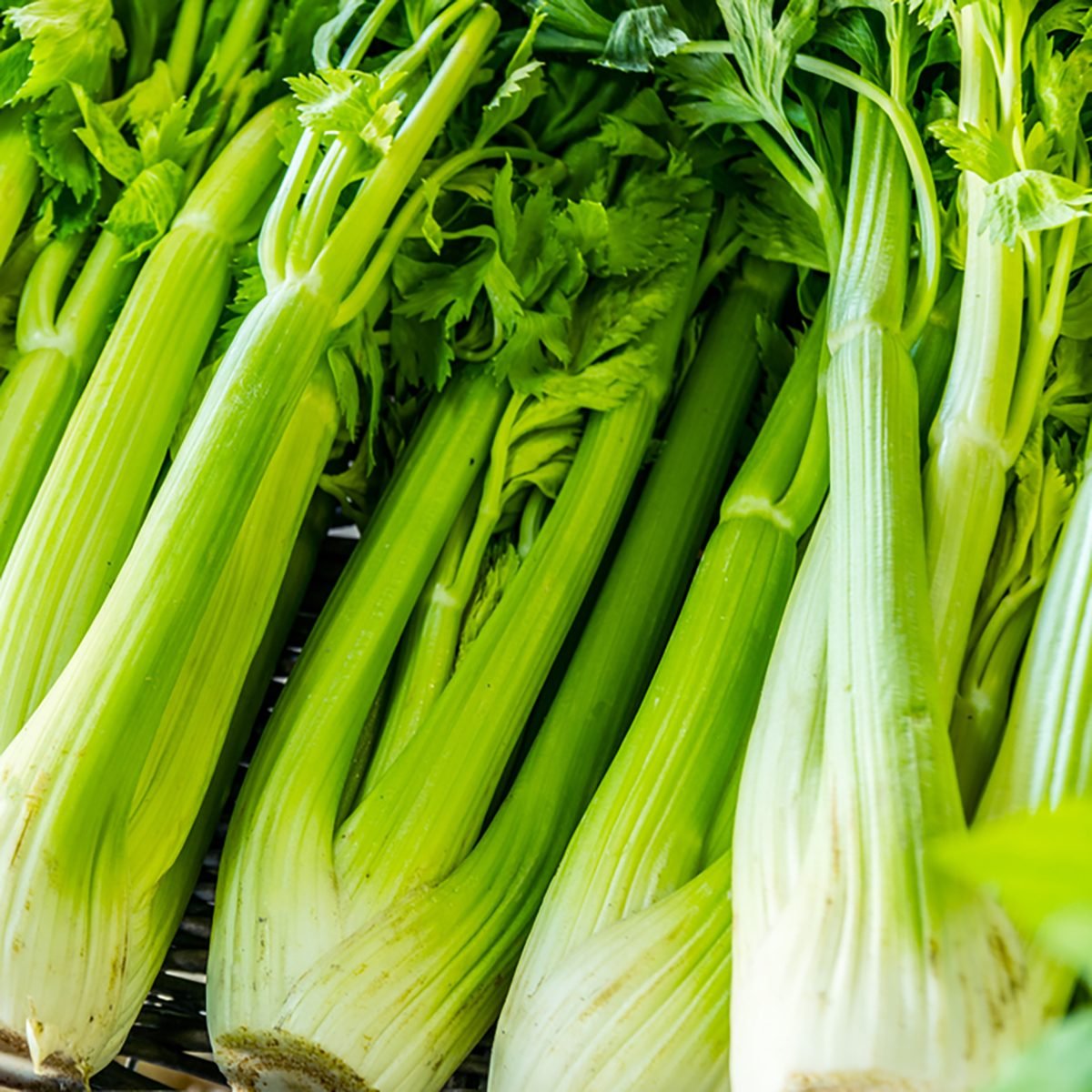 Heads of celery. Close-up
