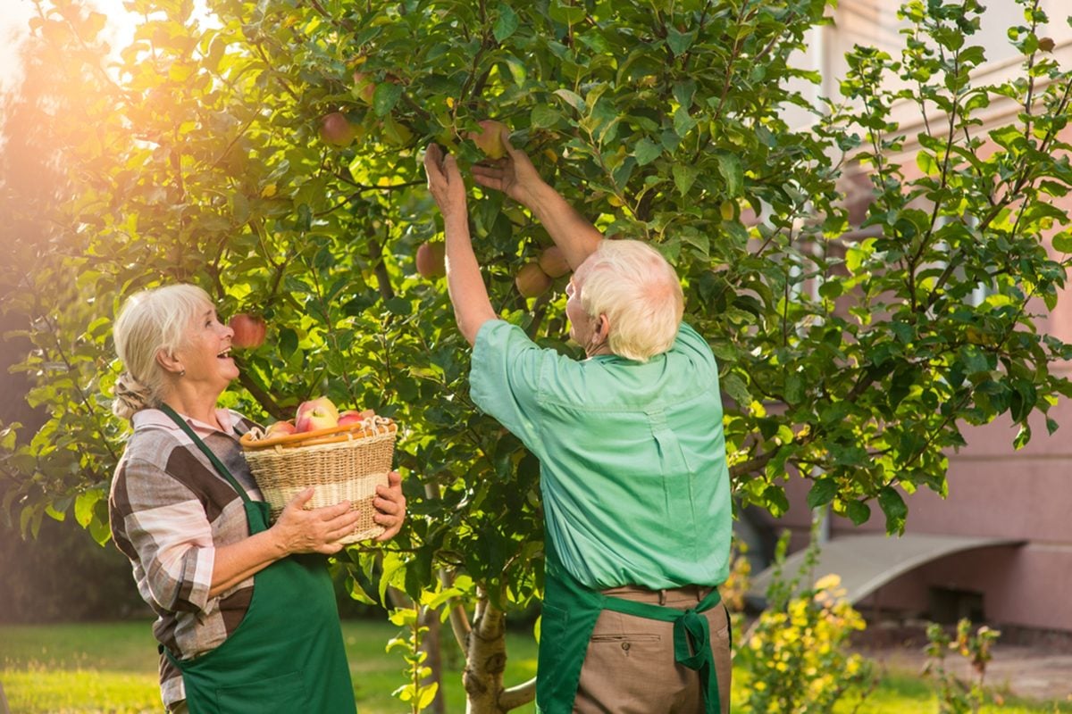 How to Grow Fruit Trees in Your Own Backyard
