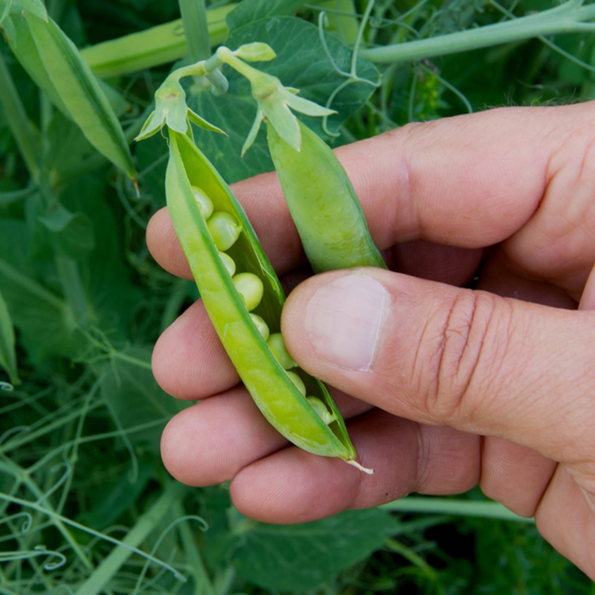 hand holding green peas pods at the garden