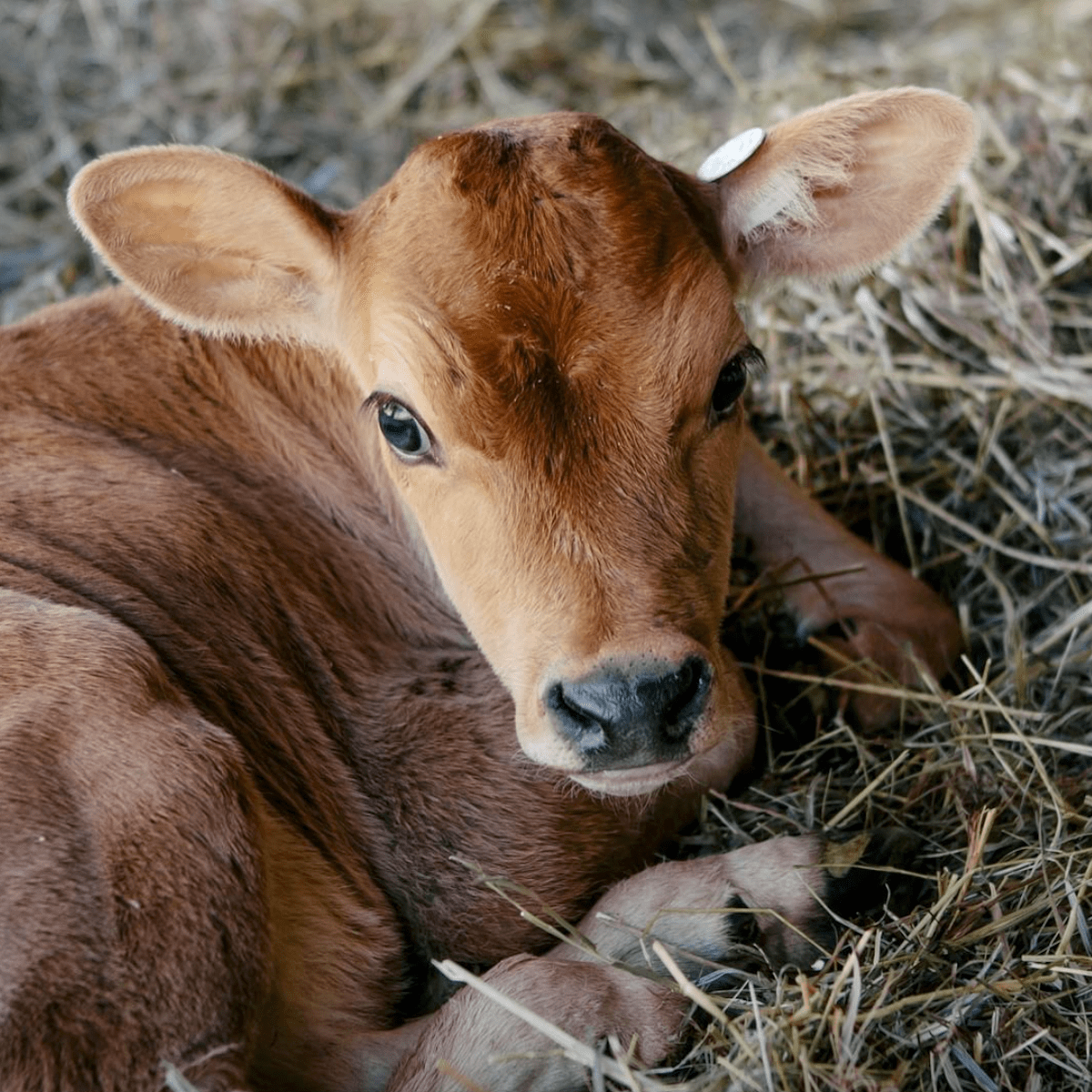 Baby cow