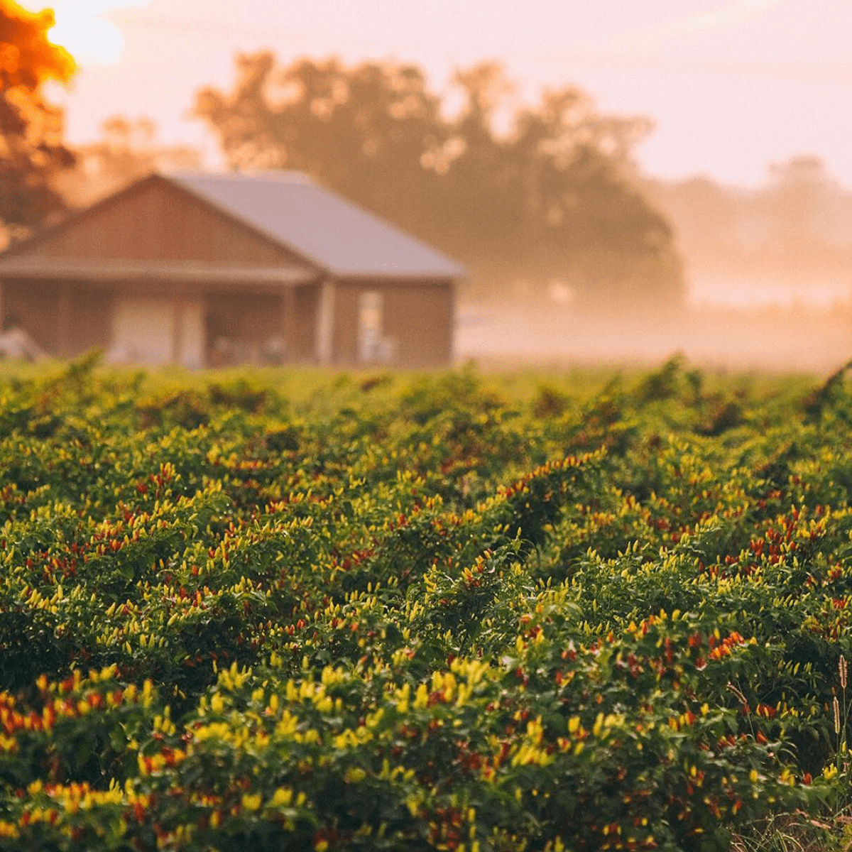 Field of peppers at Tabasco