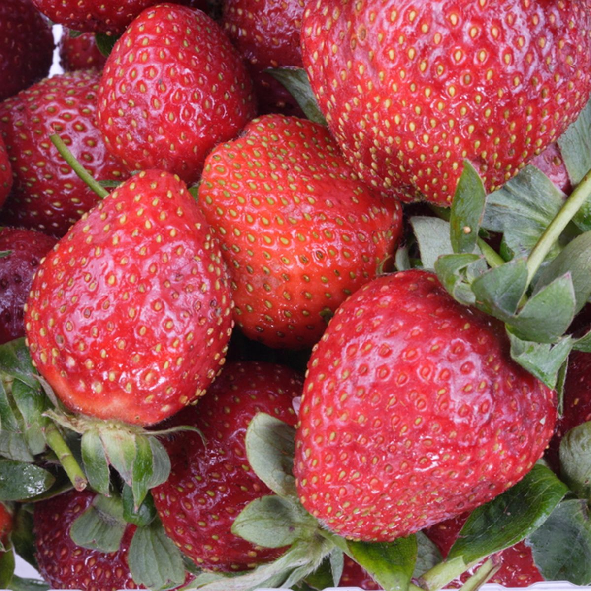 many raw red Strawberry