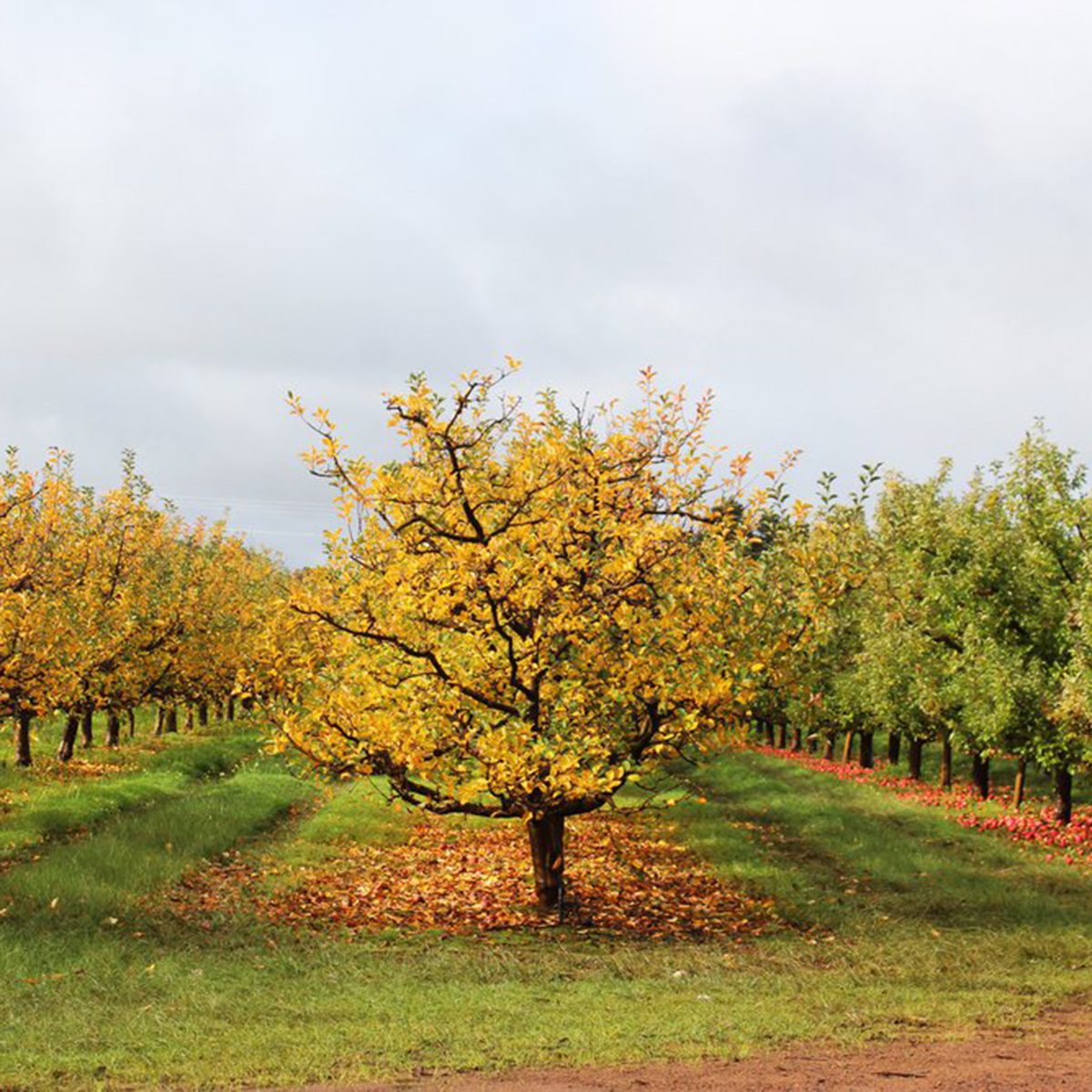 Rows of apple trees