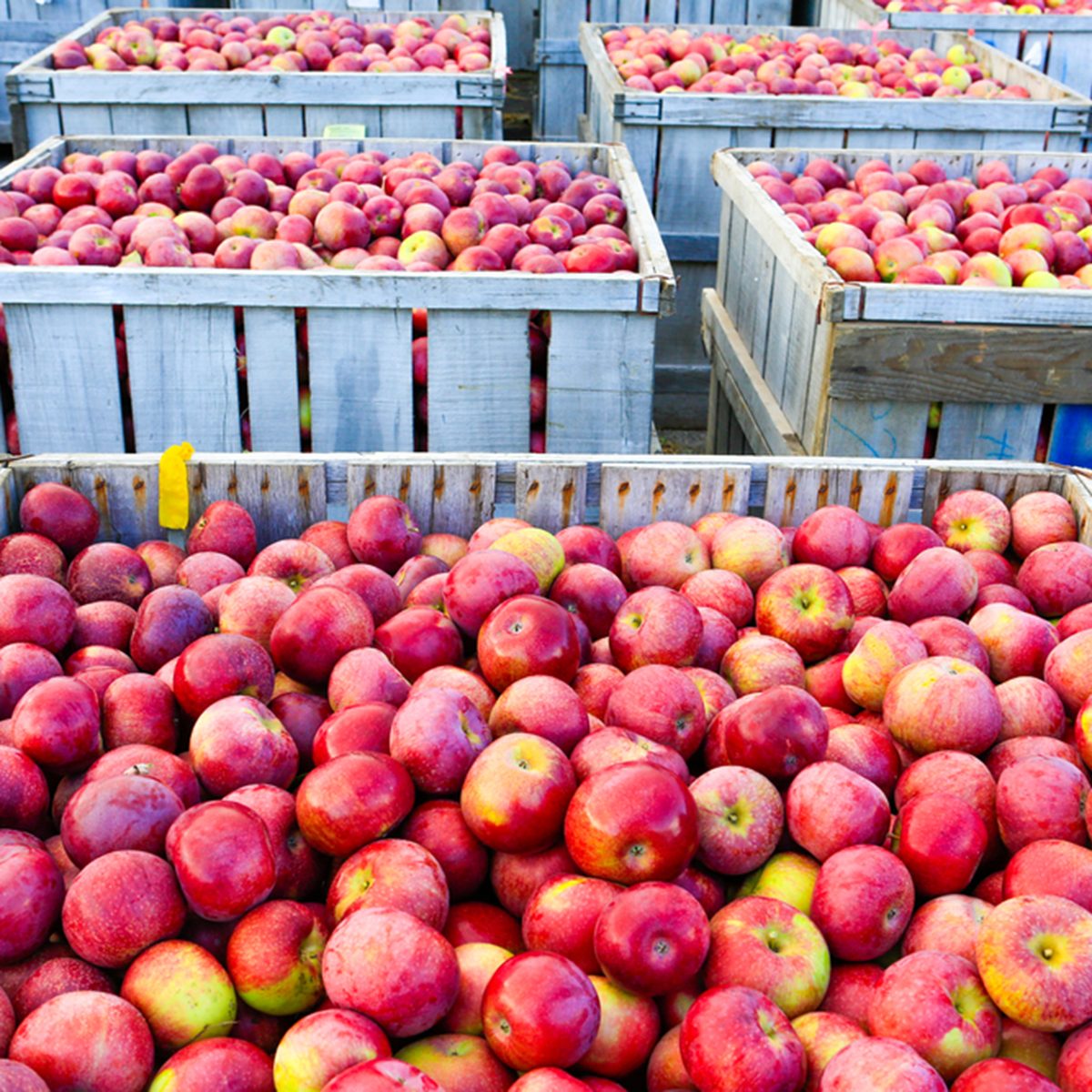 Wooden crates full of ripe apples during the annual harvesting period