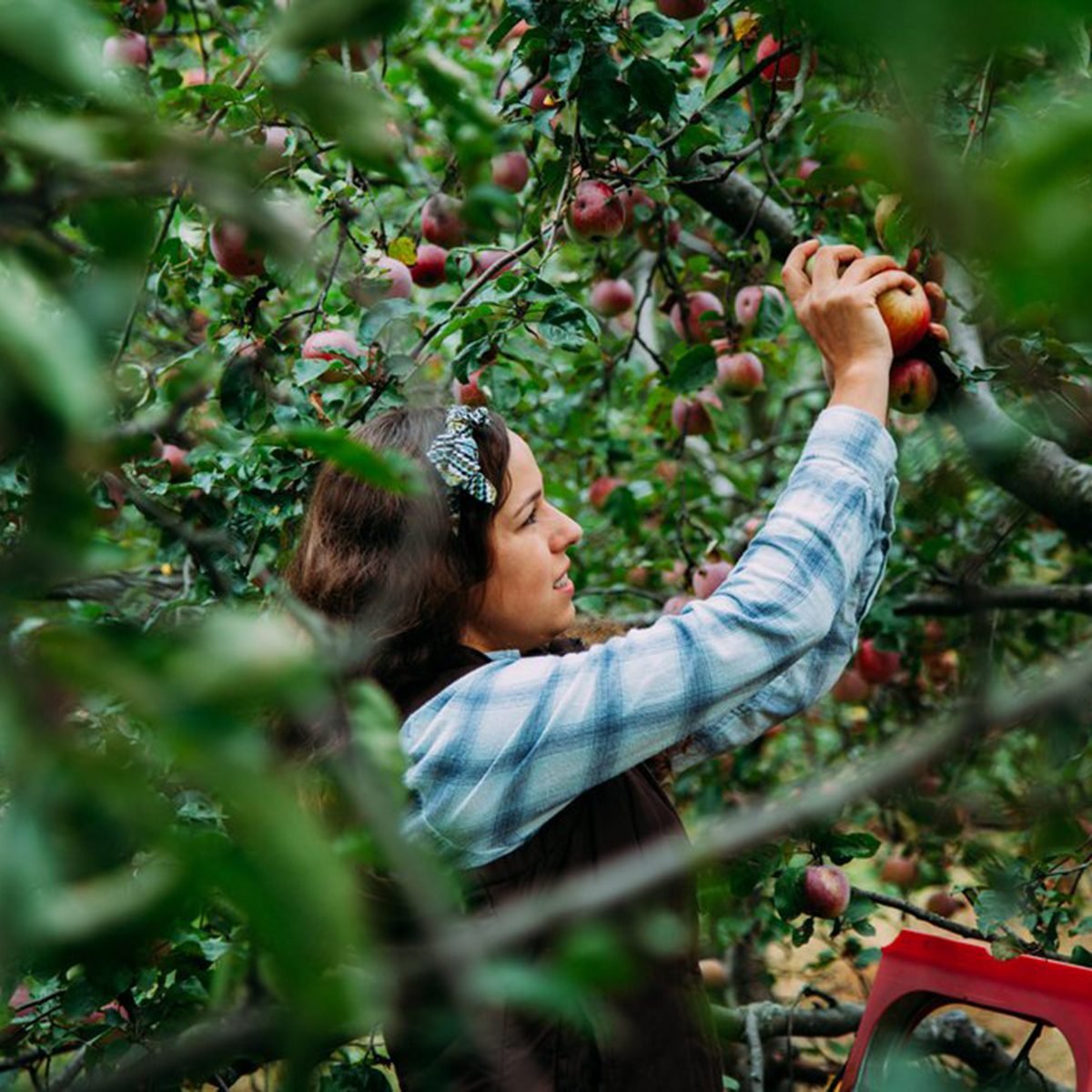 Woman picking apples