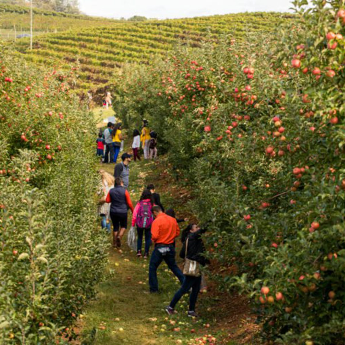 Carter Mountain Orchard