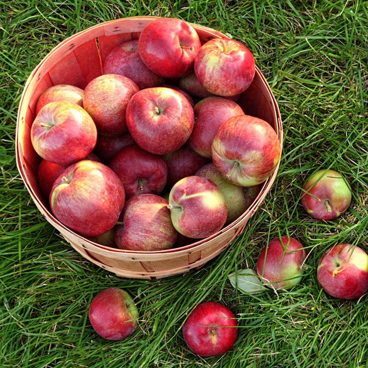 Overhead shot of a basket of freshly picked apples in grass
