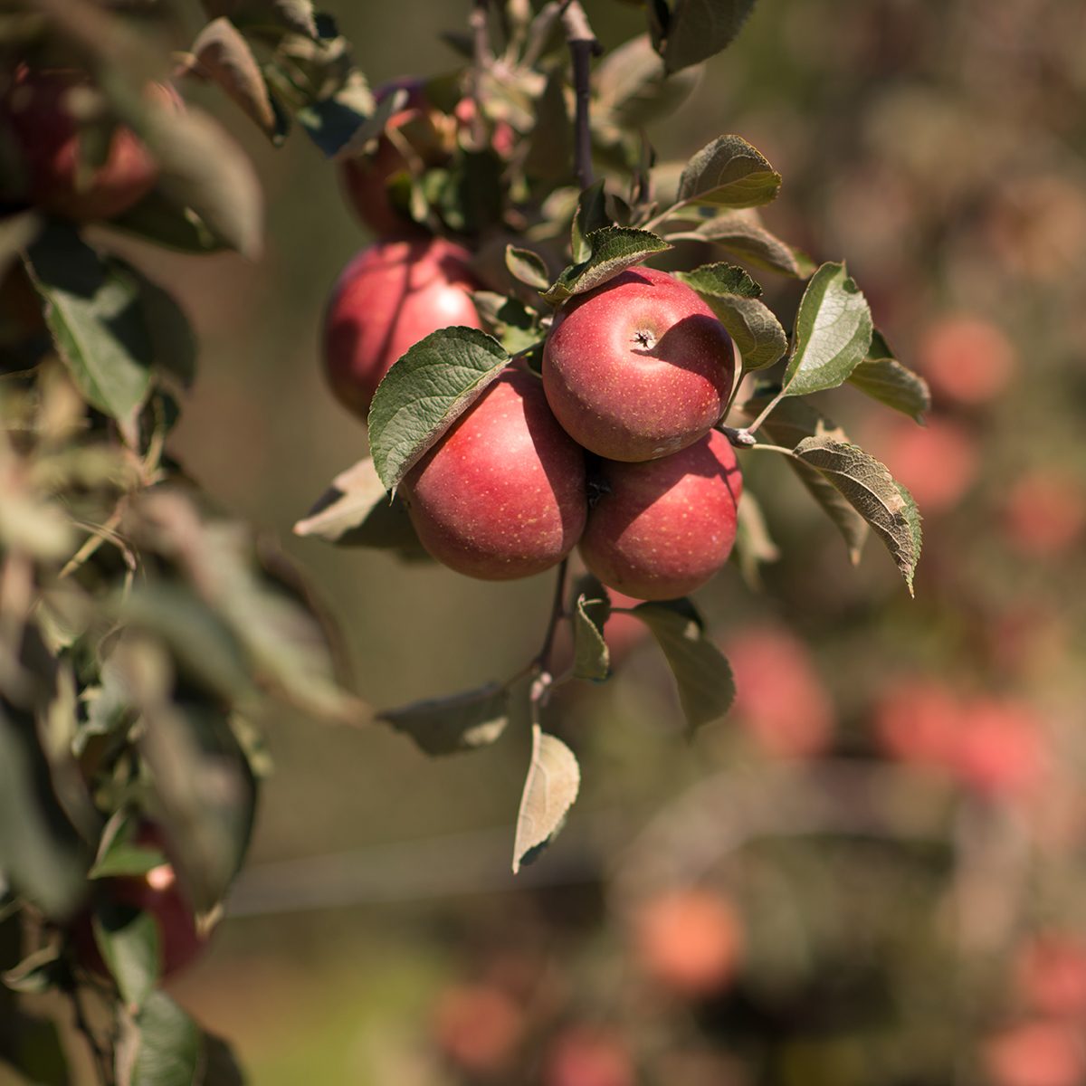 Apples on a branch