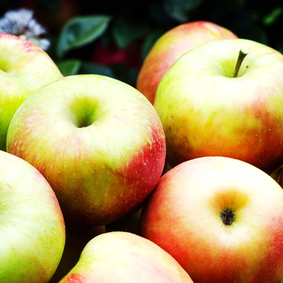 Close-up of apples