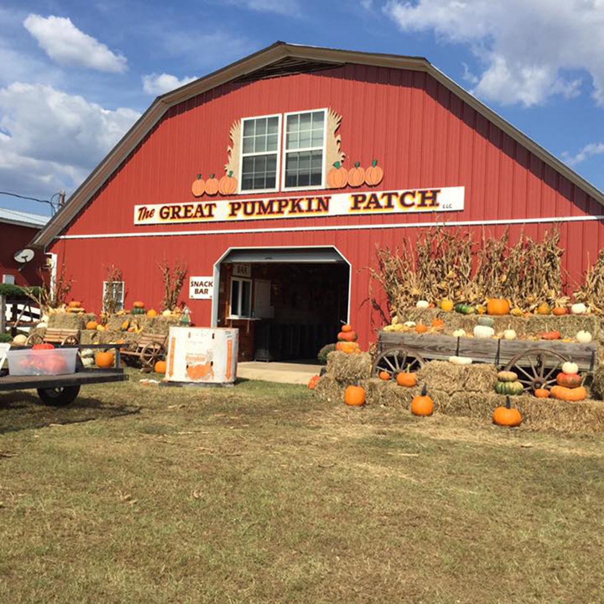 The Great Pumpkin Patch