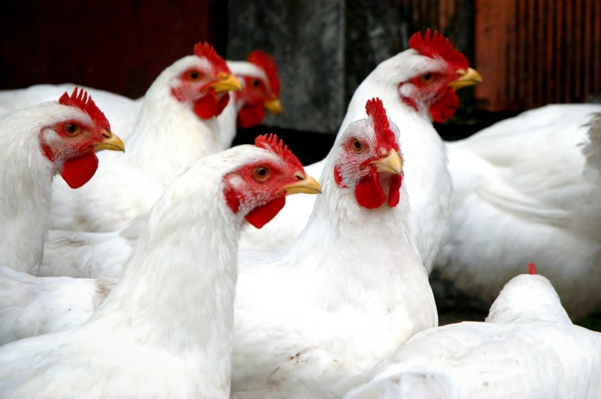 Mcdonaldsanimalwelfare Strategy Hero Desktop