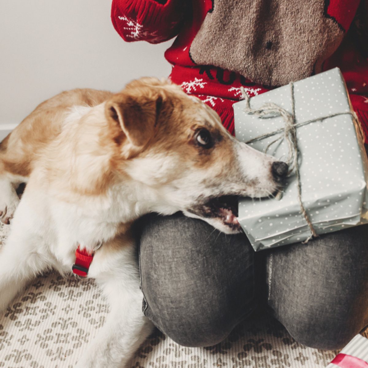 New Year celebration, beautiful girl opening presents with dog, smiling woman in warm sweater and Santa Claus hat playing with dog and gift near Christmas tree, winter holidays concept; Shutterstock ID 774321469; Job (TFH, TOH, RD, BNB, CWM, CM): TOH