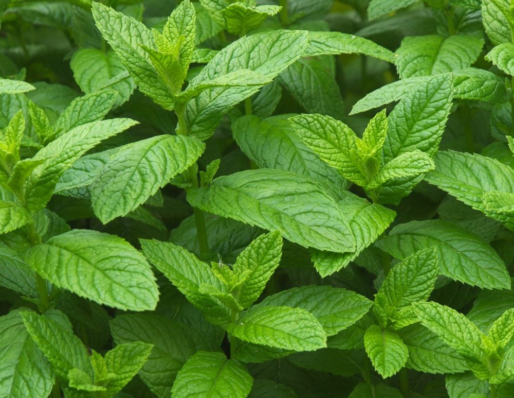 What’s the Difference Between Spearmint and Peppermint?
