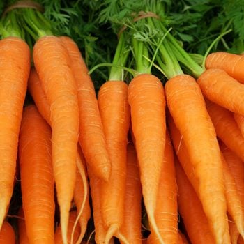Bunches of colorful orange carrots with green tops held together with elastic bands.