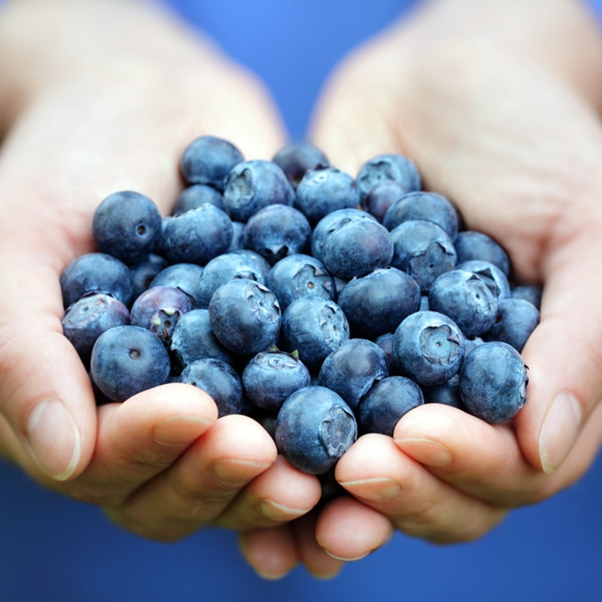 Woman with handful of freshly picked organic blueberries
