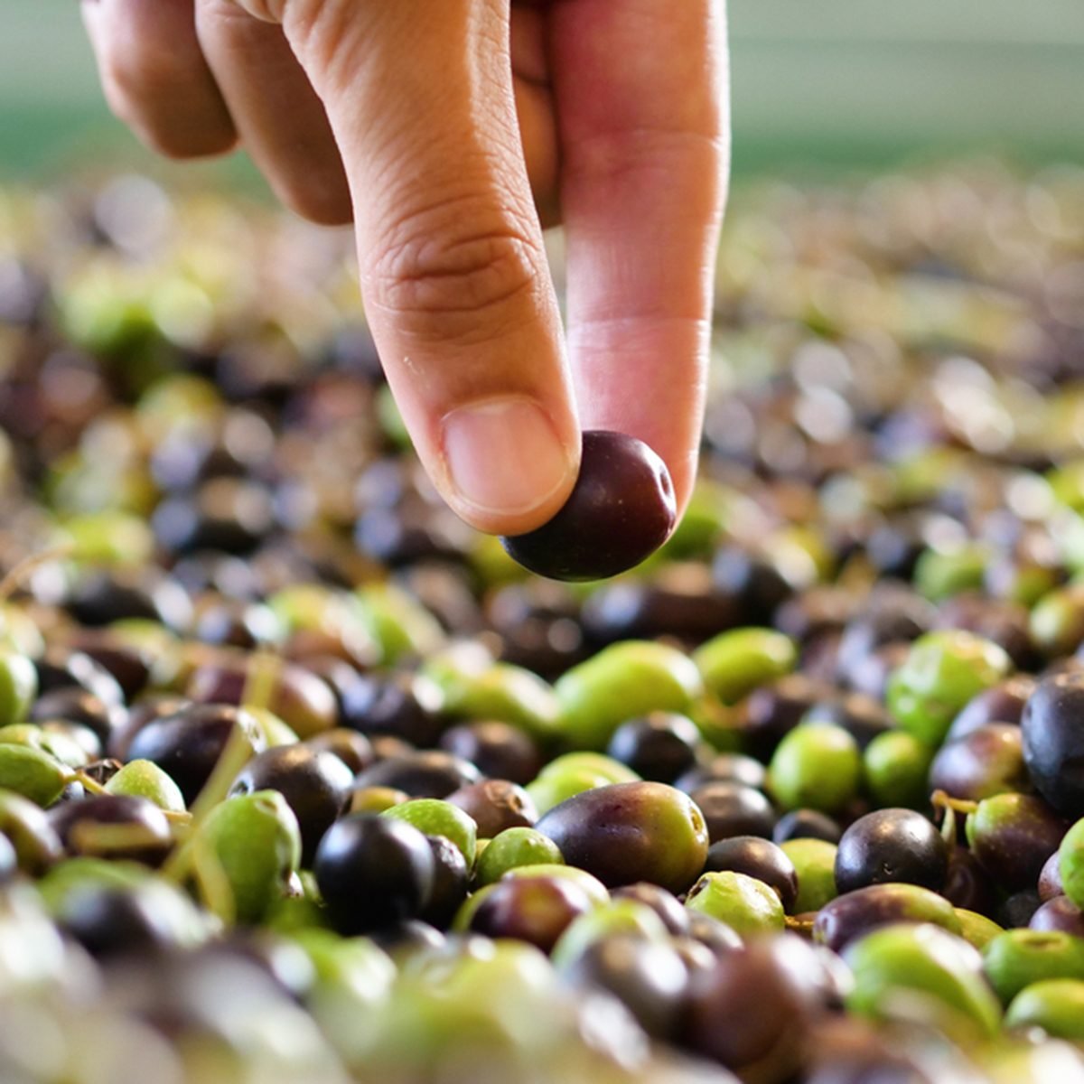 One hand takes in the hands of the olives that have just fallen from the tree for the production of extra virgin olive oil produced in italy to control the quality.