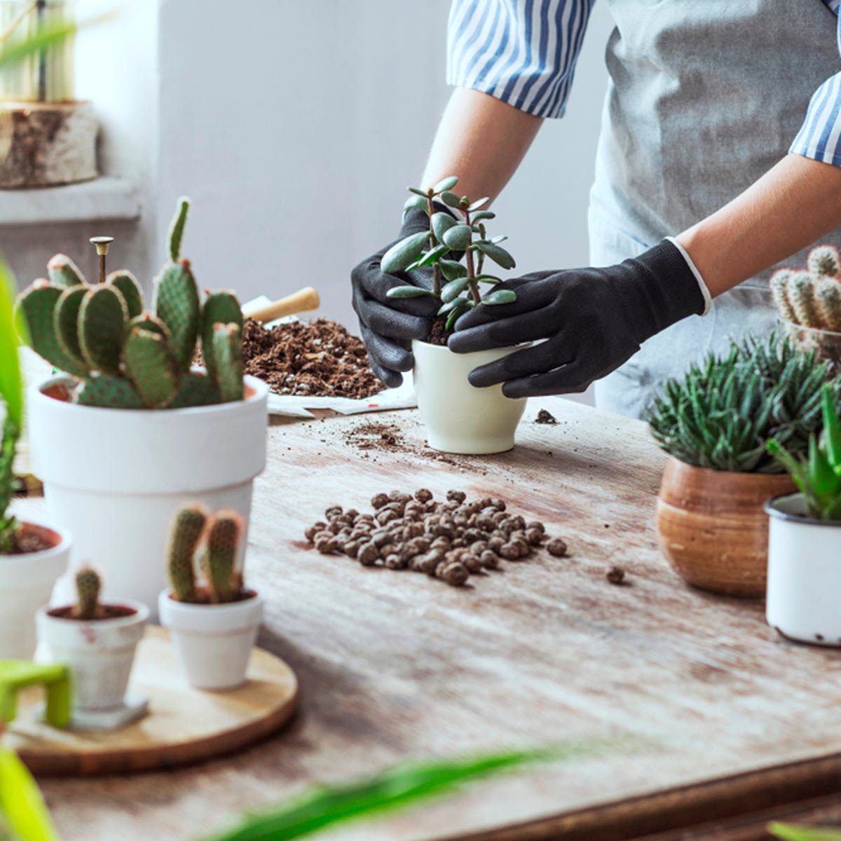 Person planting succulent