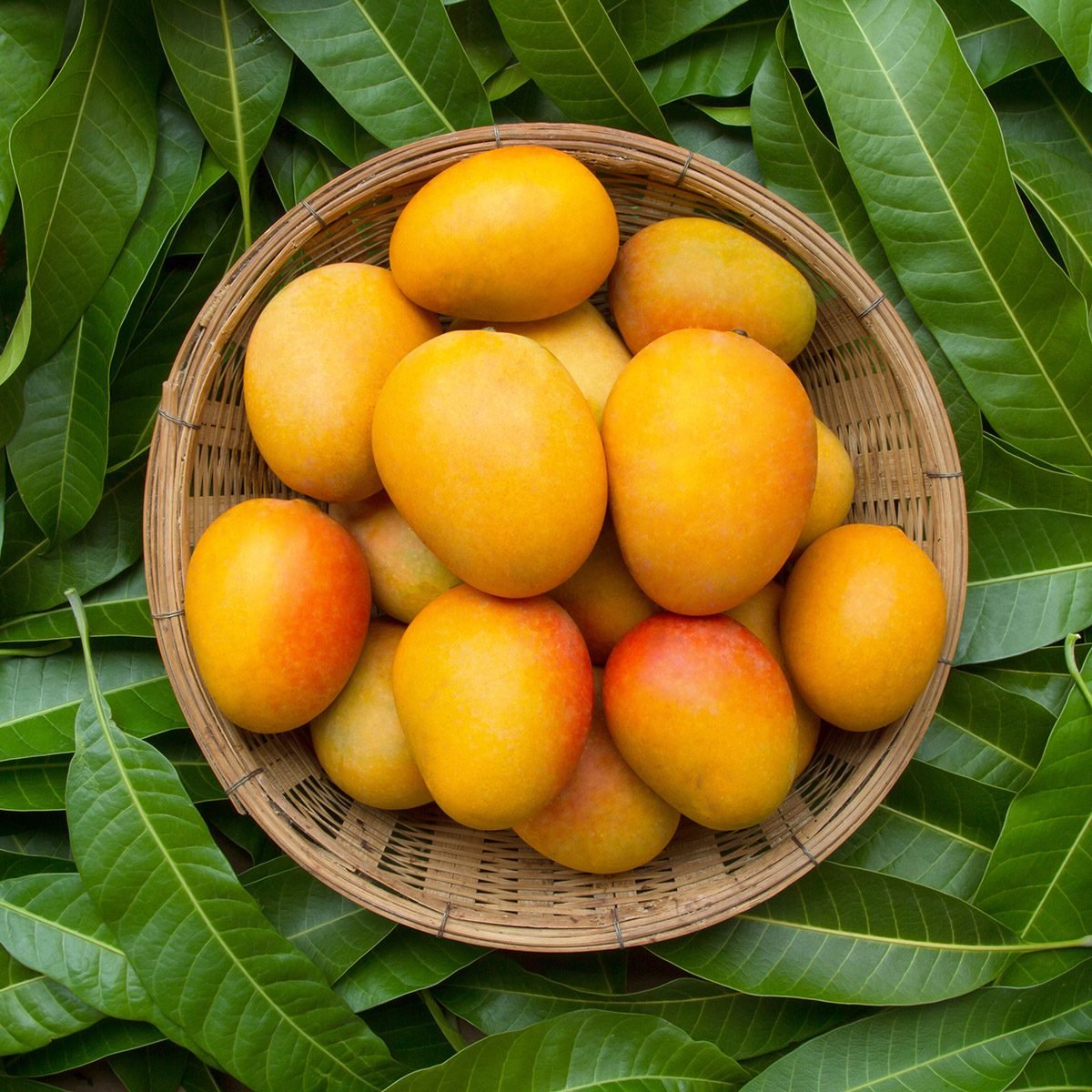 Mango tropical fruit in wooden basket put on green leaf background, top view