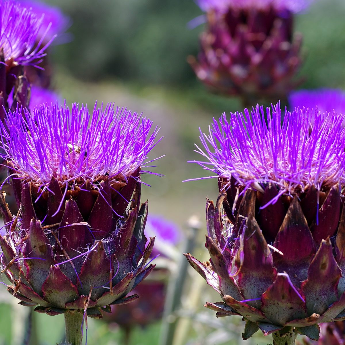 flower head of Cynara scolymus (= Cynara cardunculus scolymus group), Artichoke, Globe Artichoke, family Asteraceae, a species of thistle cultivated as food