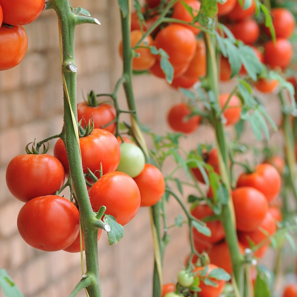 Tomatoes farm ; Shutterstock ID 166379804; Job (TFH, TOH, RD, BNB, CWM, CM): Taste of Home