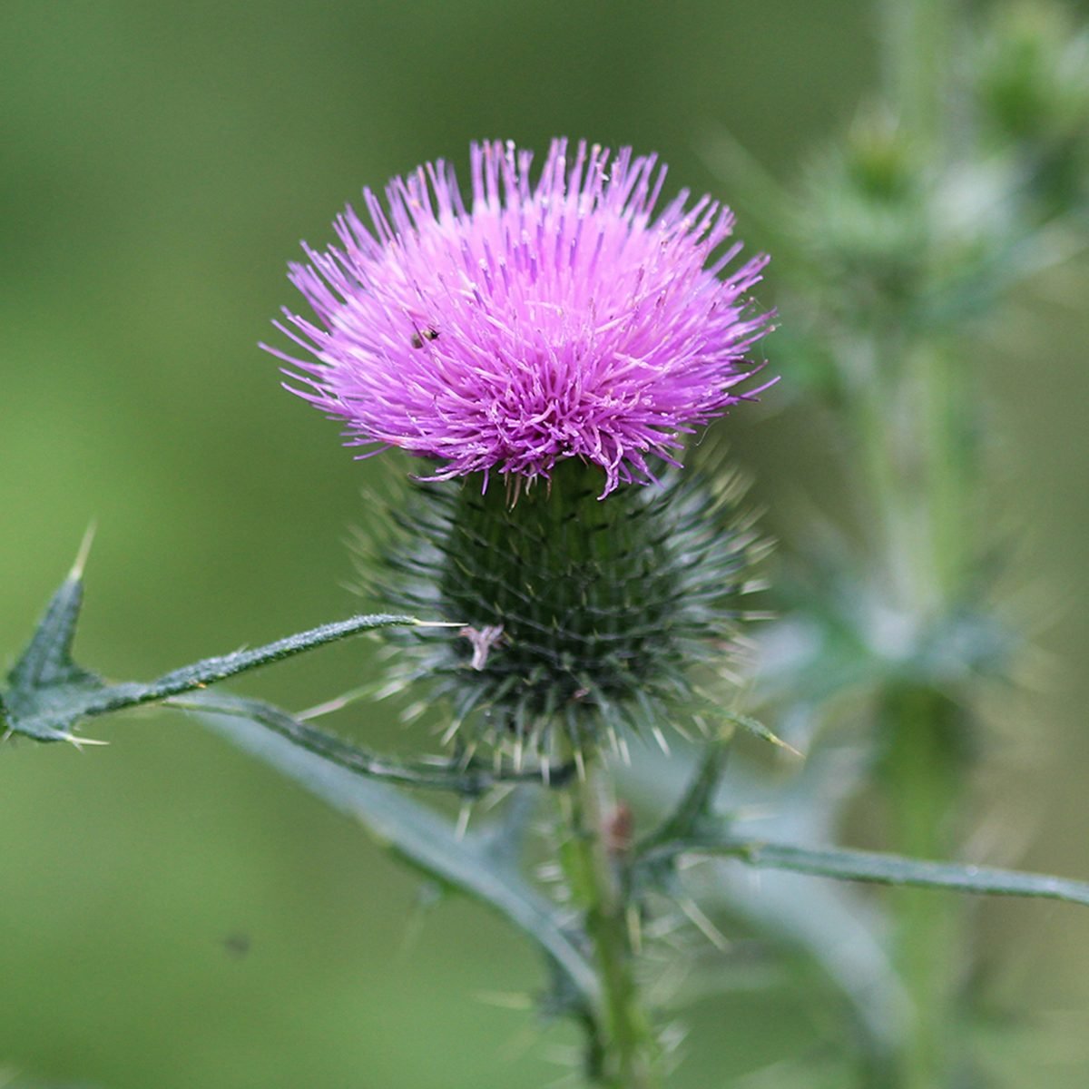 close up of Cirsium vulgare flower, the spear thistle, bull thistle, or common thistle, blooming in summer; Shutterstock ID 1456770161; Job (TFH, TOH, RD, BNB, CWM, CM): TOH