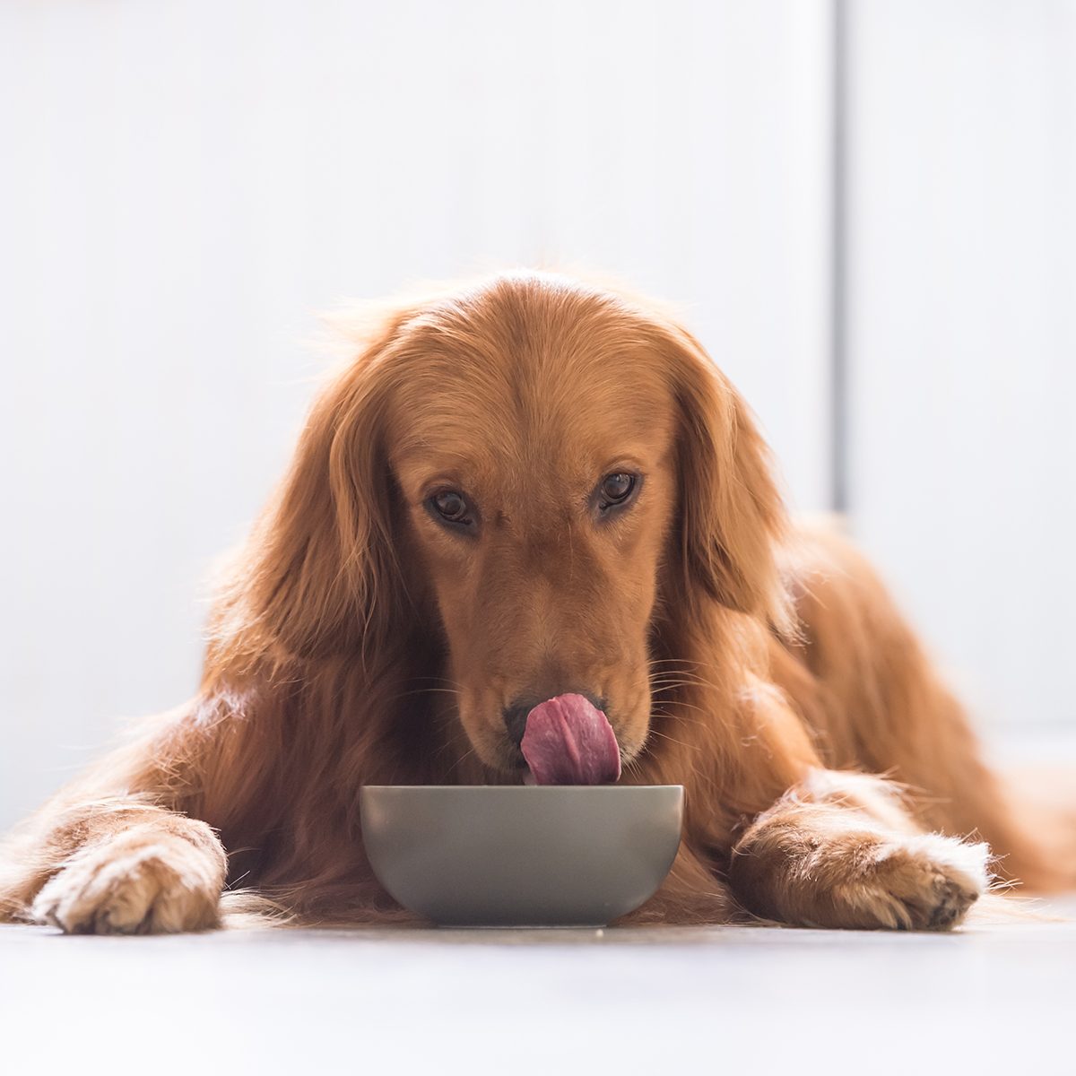 Golden Retriever eating