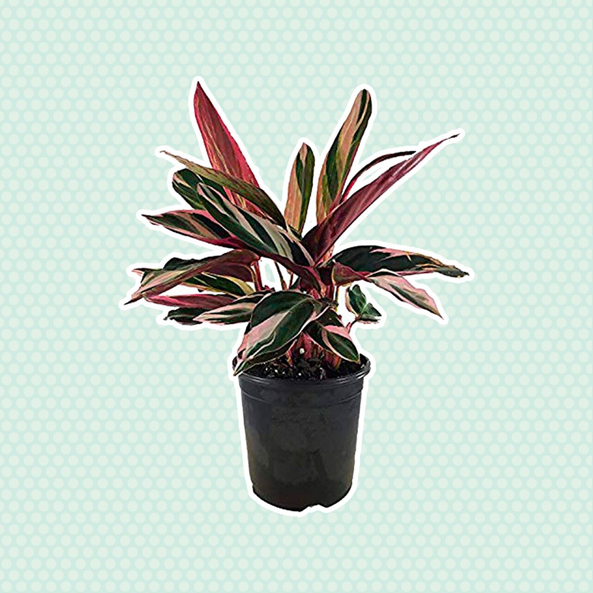 Prayer plant
