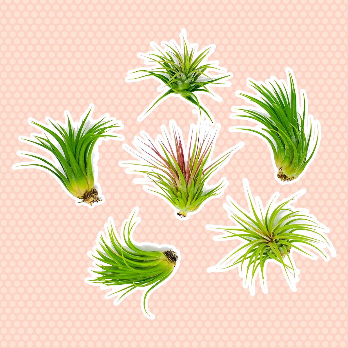 low light houseplants Lowlight Air Plant Pack Decorations