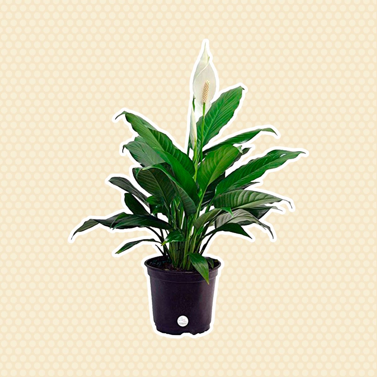 Peace lily