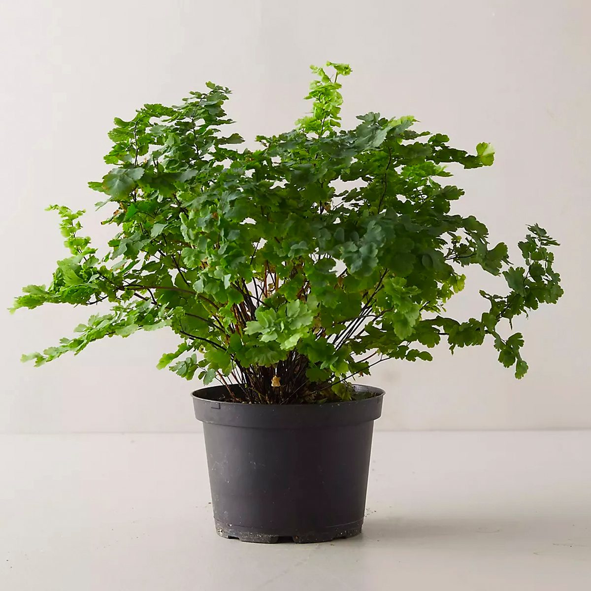 low light houseplants Pacific Maidenhair Fern
