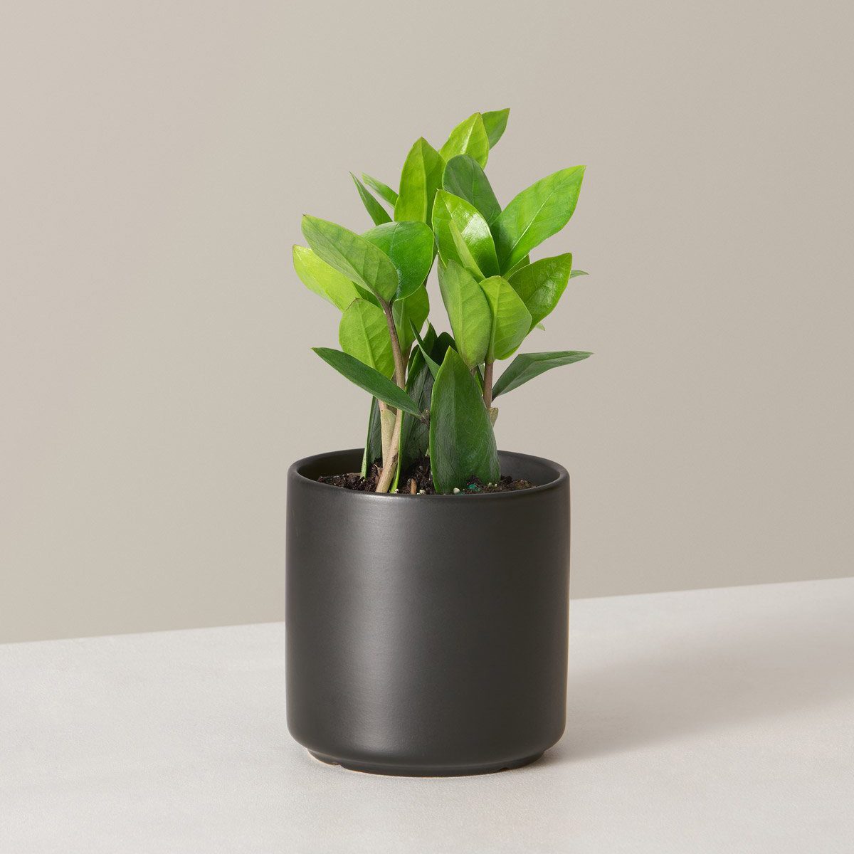 low light houseplants The Sill Zz Plant Variant Small Acadia Black 1280x