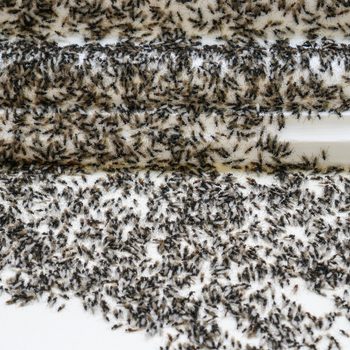 Flying ants invasion, winged ants infestation on wall of house