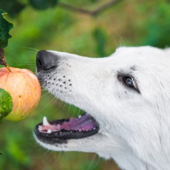Dog reaching for a whole apple