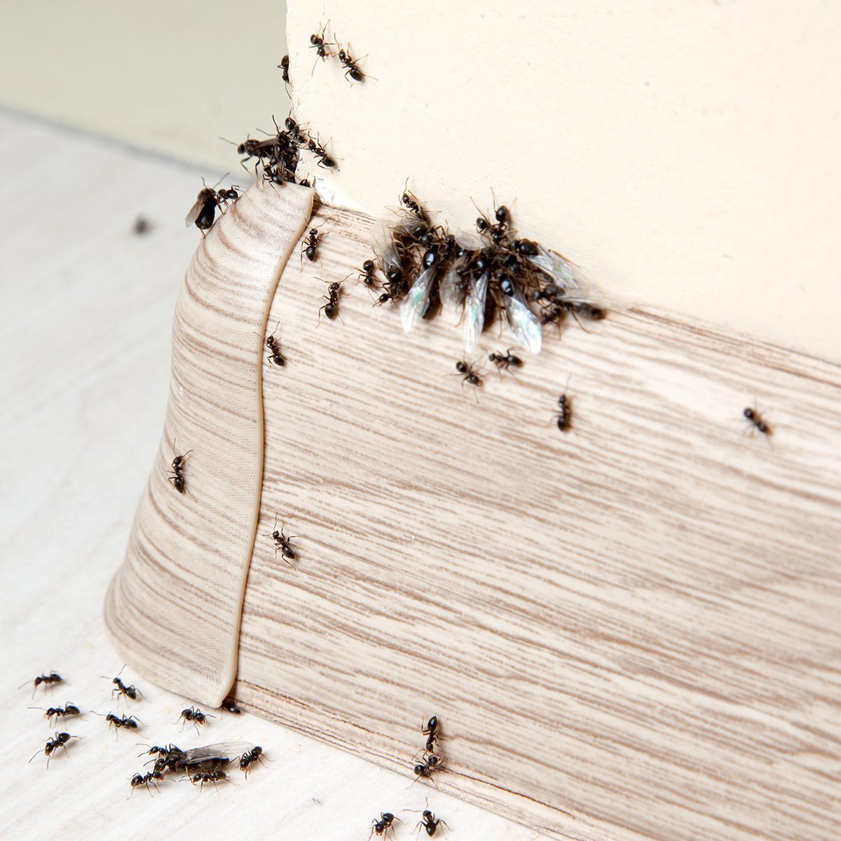 Ants crawling on trimming