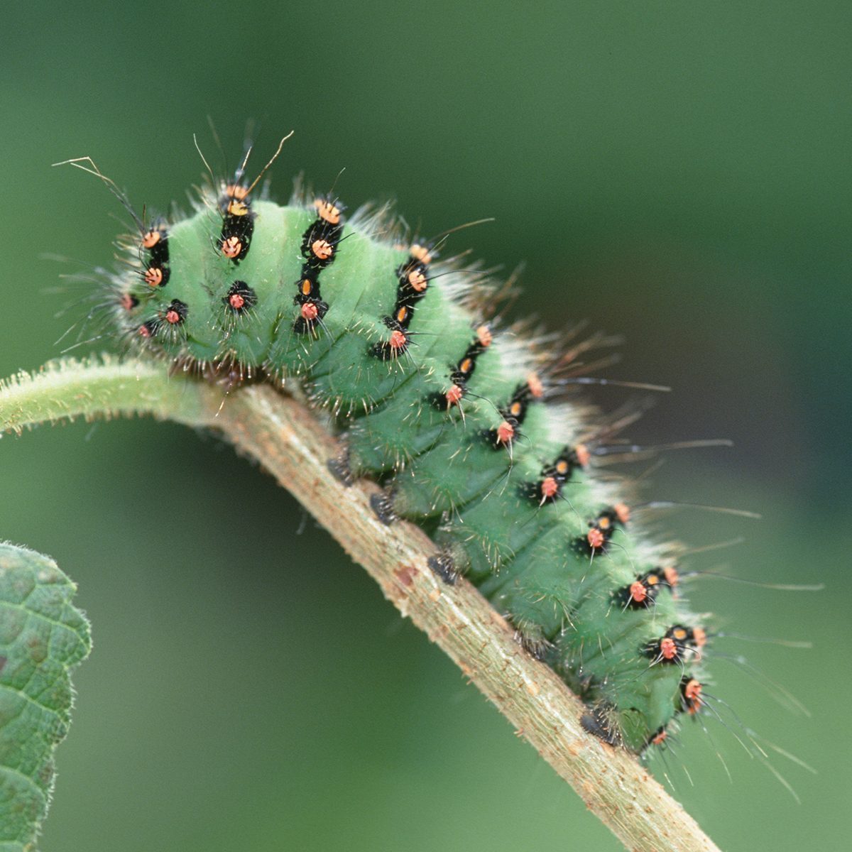 Saturnia pavonia, Small Emperor Moth