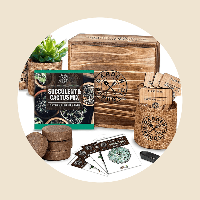 Succuelent And Cactus Mix Ecomm Via Amazon.com