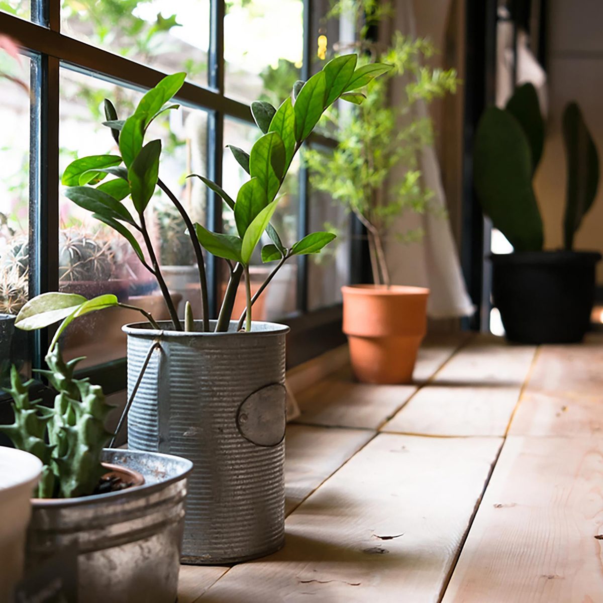 Plants in metal cans in front of a window