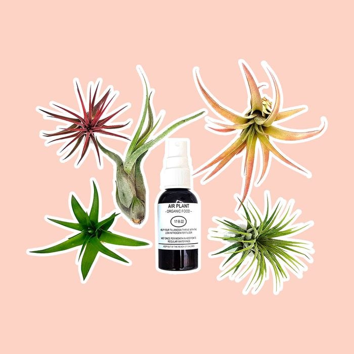 6 pcs Tillandsia Air Plant Lot/Kit Includes 5 Plants and 1 Bottle of Organic Air Plant Fertilizer Food. Indoor Plants Measure 2