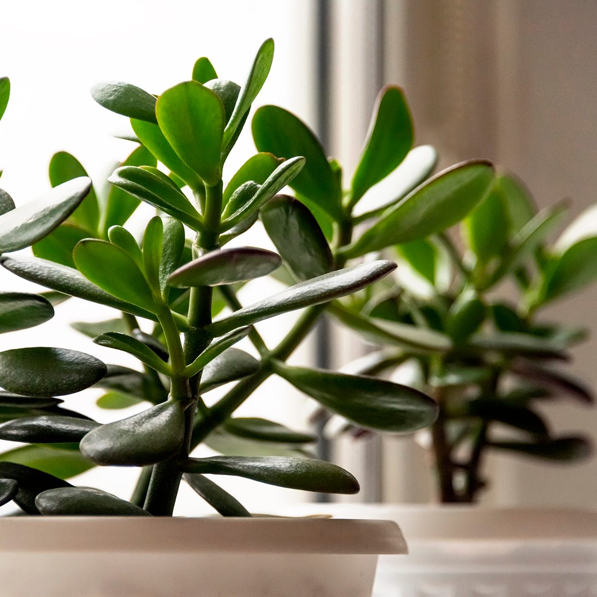 Succulent houseplant Crassula on the windowsill against the background of window
