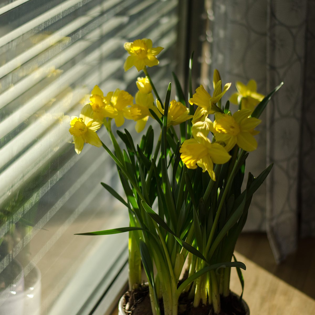 A group of narcissus pseudonarcissus in a bowl by a window during eastertime