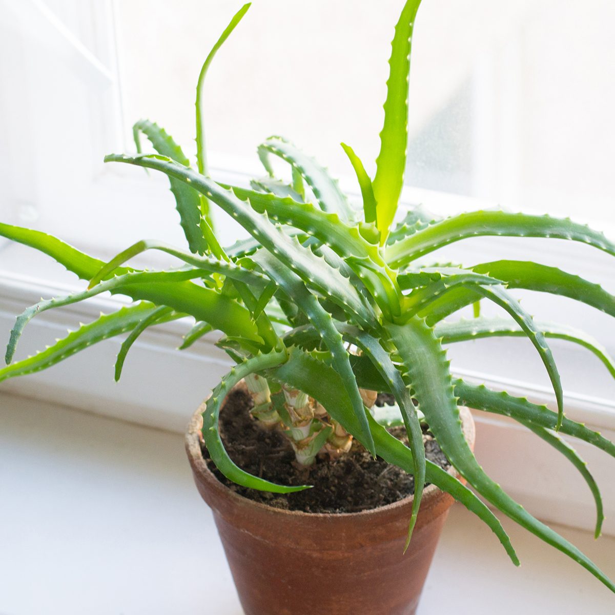 Growing of aloe on windowsill