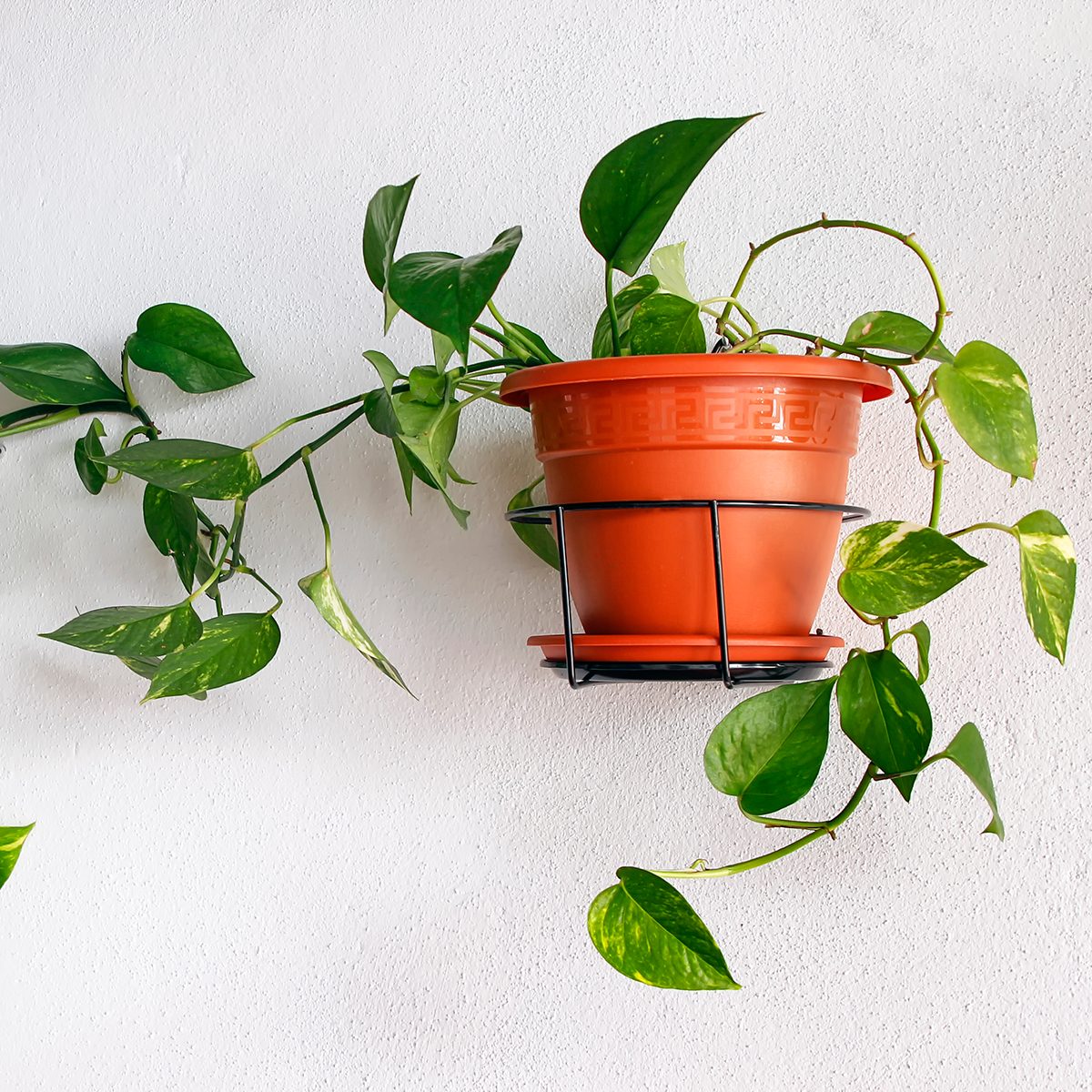 Epipremnum aureum (Araceae family) potted plant hanging on a white wall