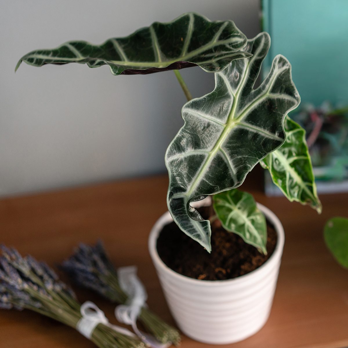 Alocasia plants. Stylish green plant in ceramic pots on wooden stand on background of gray wall. Modern room decor. sansevieria plants.