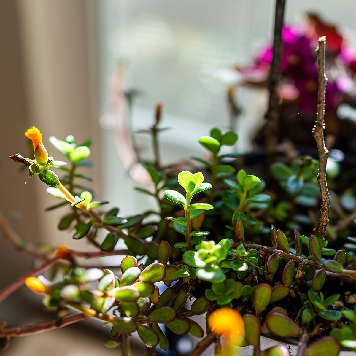 Macro closeup of green and yellow flower purslane plant in pot flowerpot indoor interior inside home decoration gardening showing texture